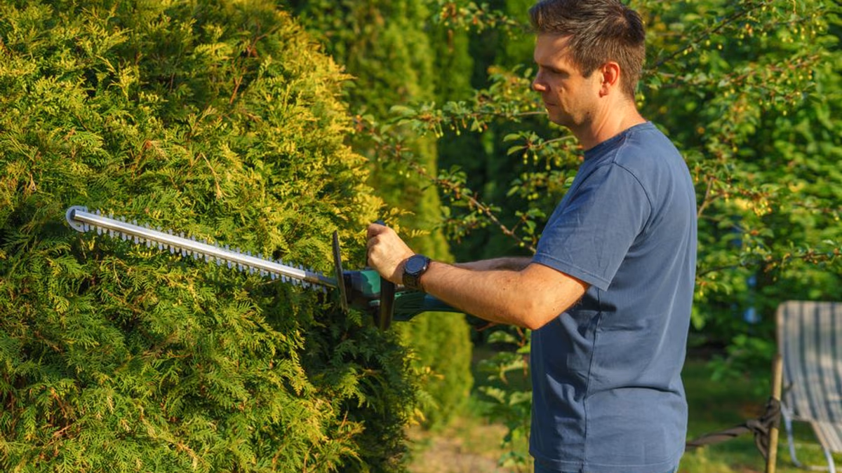 Petrol hedge trimmer at work on a garden hedge