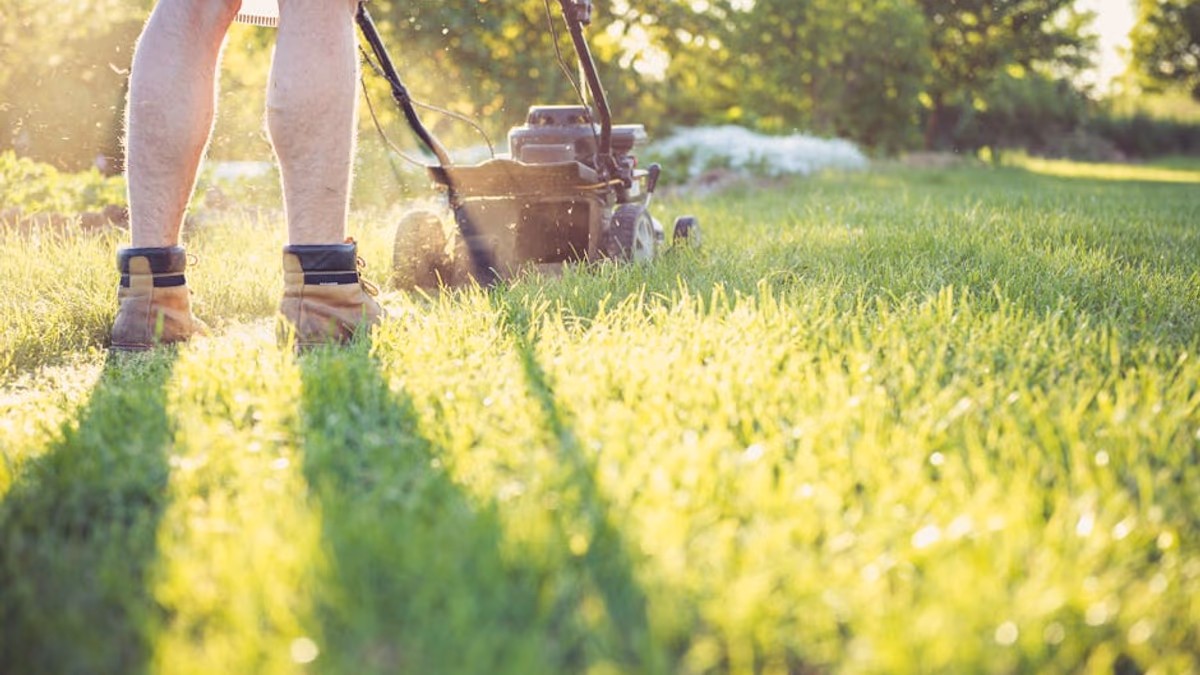 Petrol lawnmower cutting a striped garden lawn
